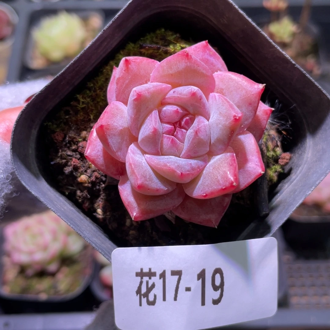 花利美17-19粉钻单头