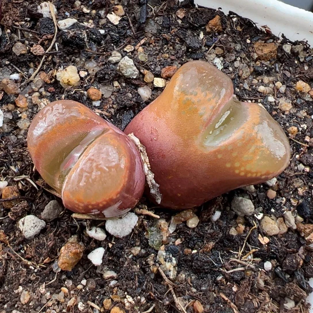 1.25好看的多肉609