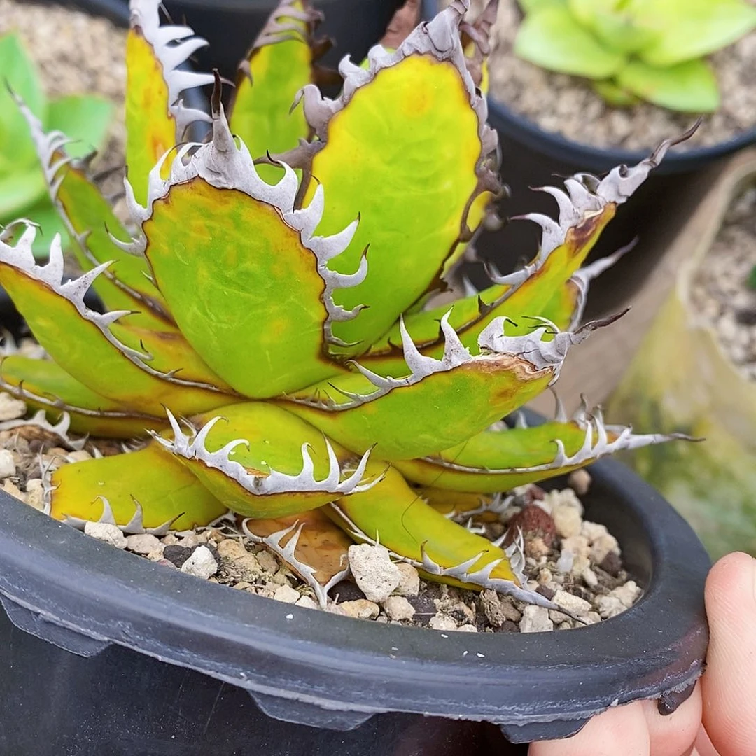 多肉植物龙蛇兰植物