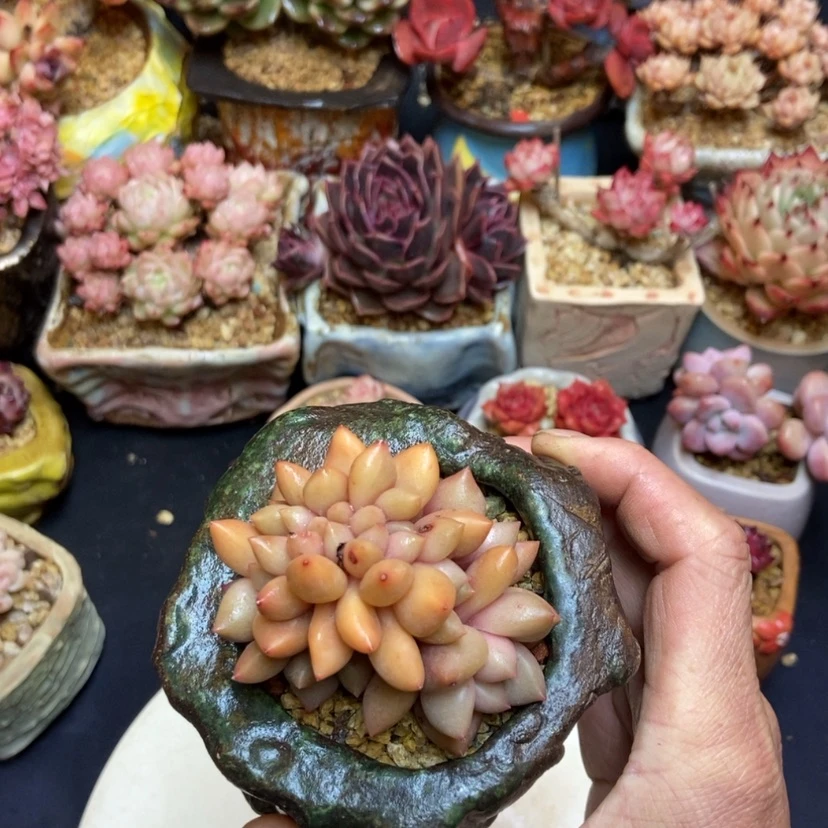 【闪购商品】后**七粉黛缀