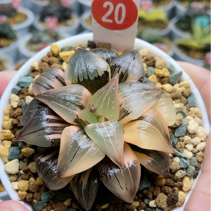 【闪购商品】20红纹寿锦