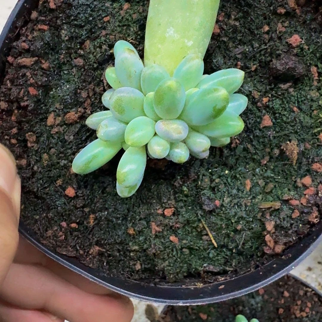 新***印烟花小苗一物一拍