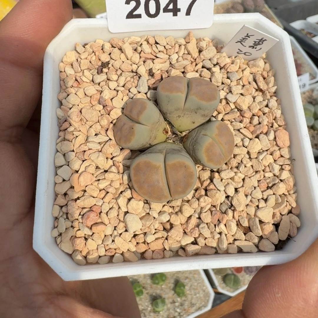 蘑菇蘑菇2047美薰玉