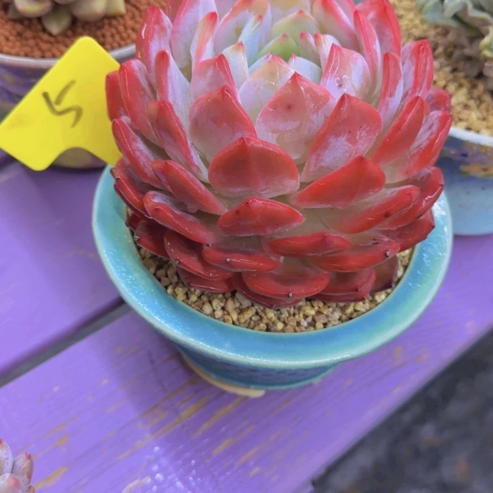 嗳*5多肉植物一物一拍