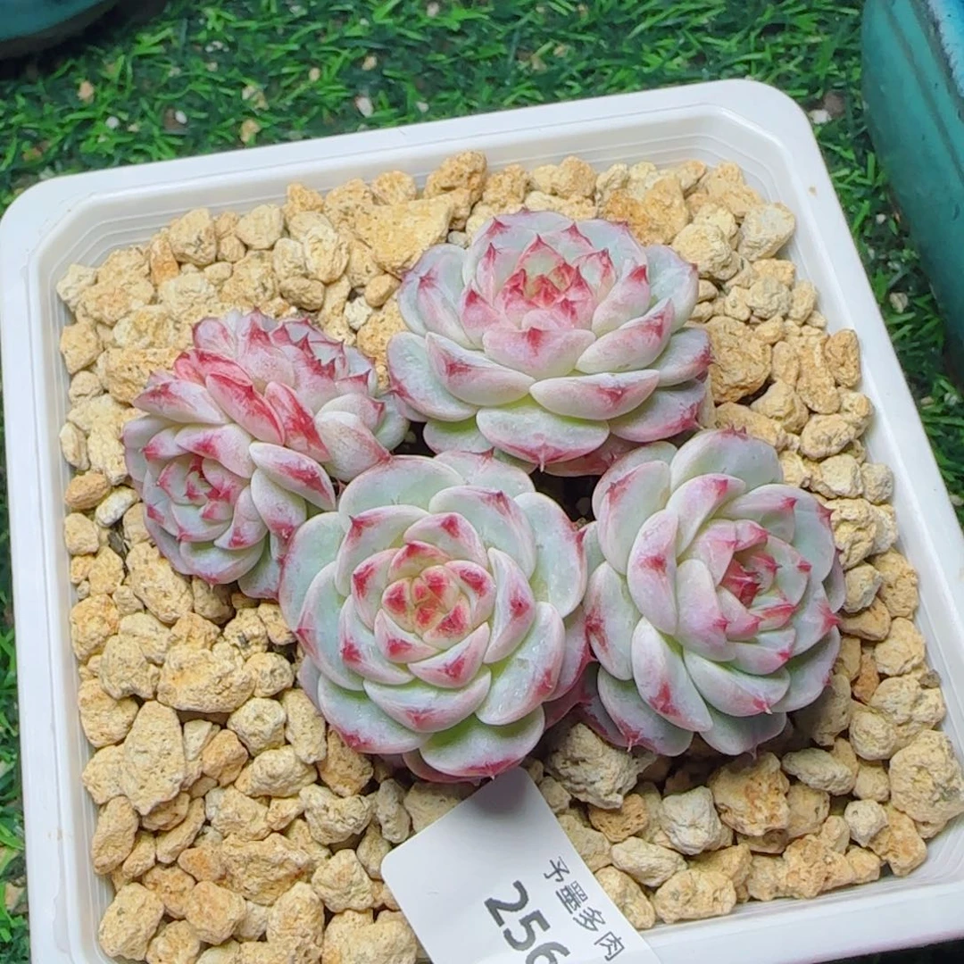 薰衣草，2560多肉植物