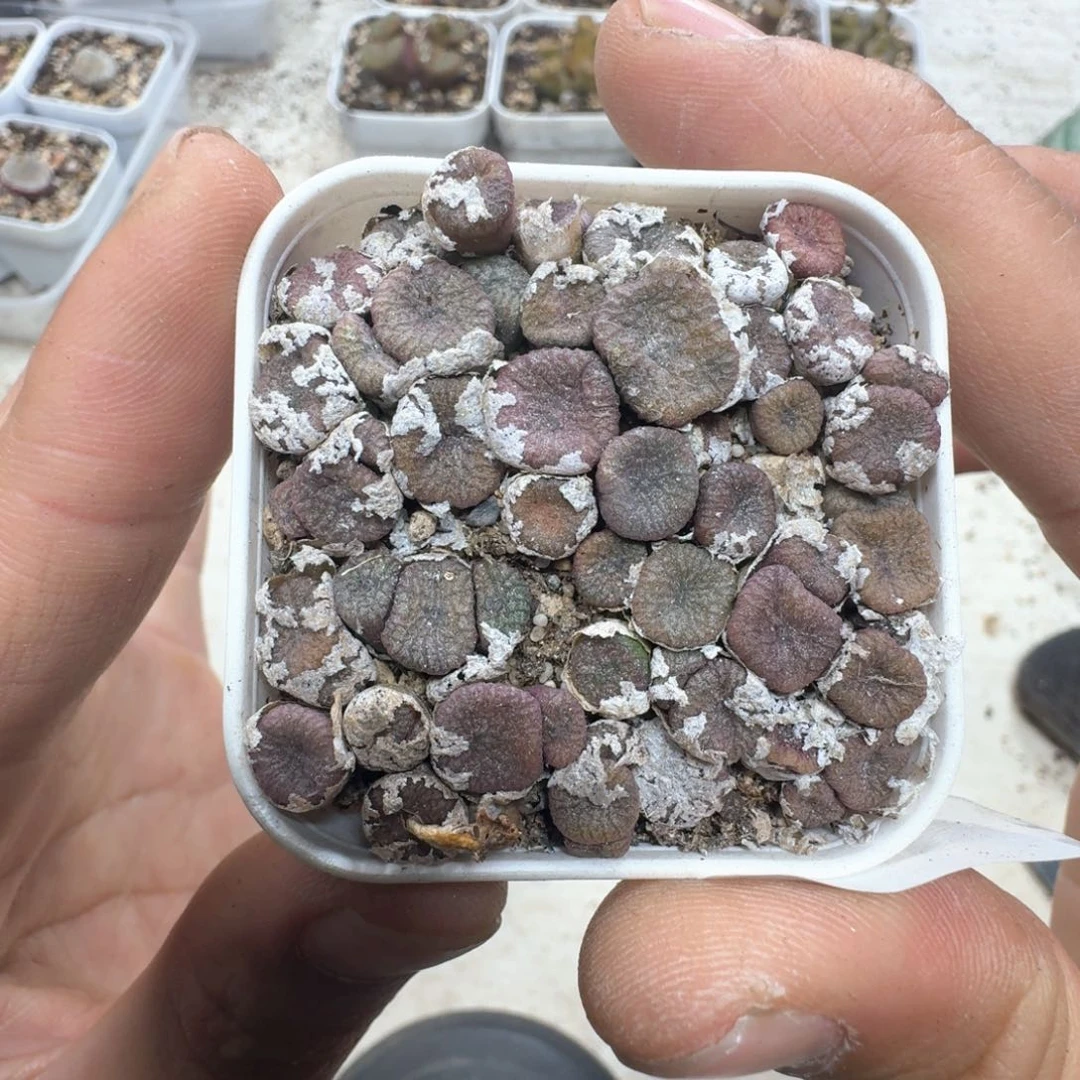 C76。多肉植物一盒