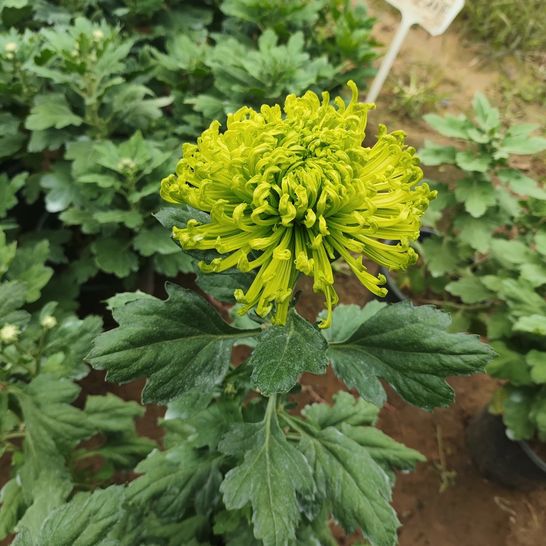 精品菊花，自产自销，多年生，客厅阳台，办公司摆放鲜花