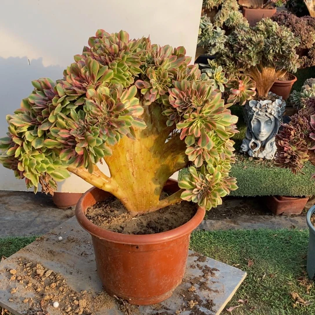 1901号梦幻七彩1颗