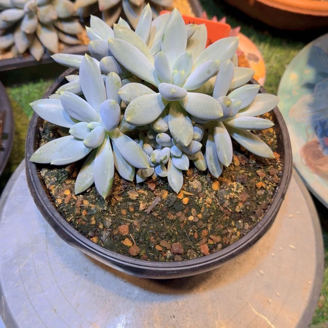 旺****多肉植物多肉植物