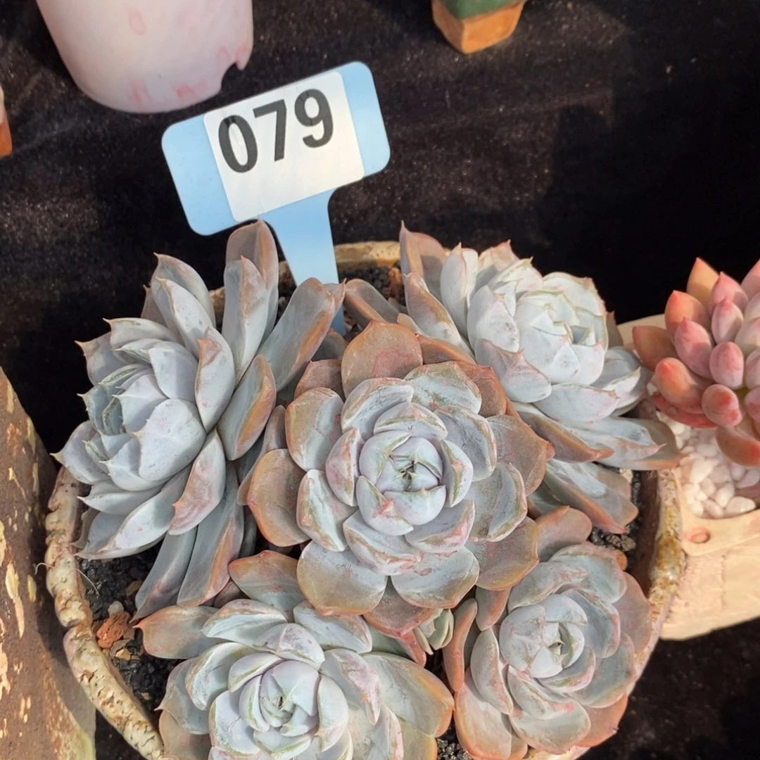 白*白白小白雪兔多肉植物盆栽