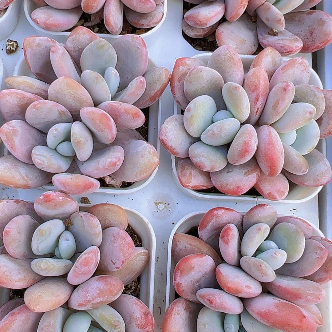 双头粉兔19包邮多肉