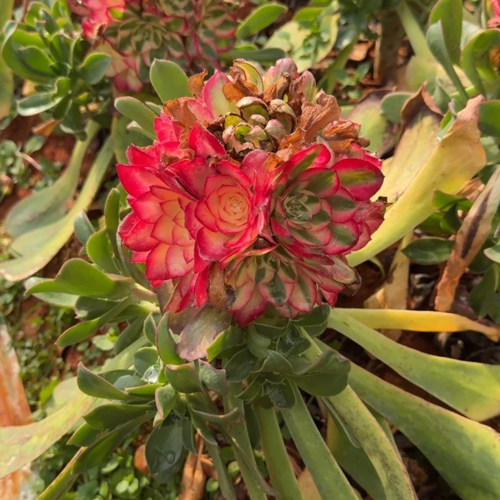 带高锦头的荔枝绣球