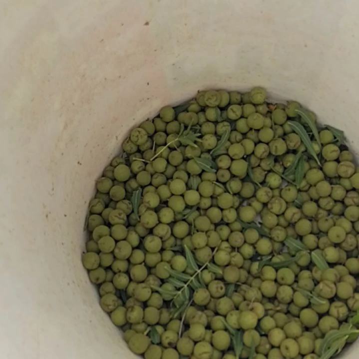 桃核手串小馒头青皮买50颗送50颗