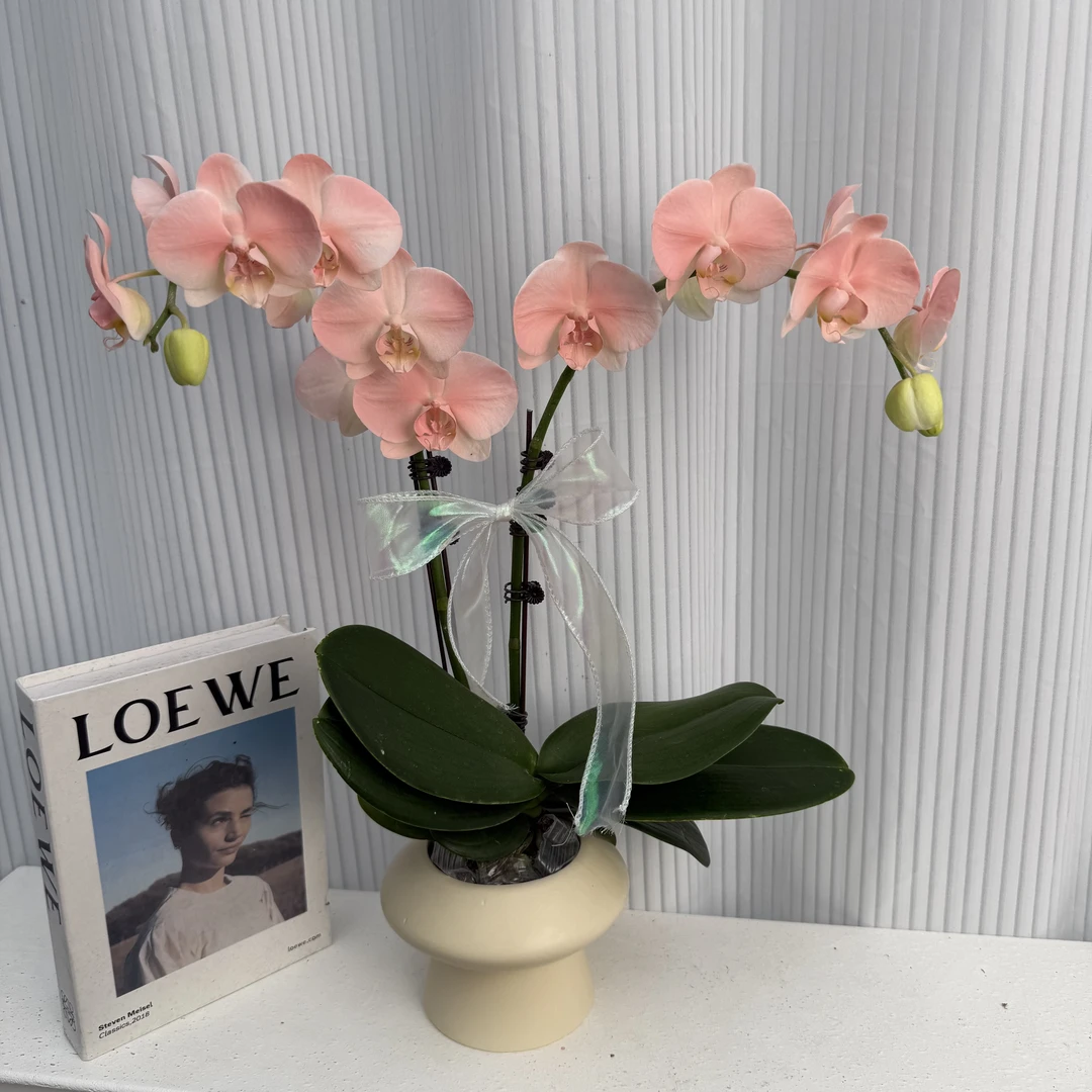 蝴蝶兰《火烈鸟》纯植物提取染料喷色组盆美观花室内花