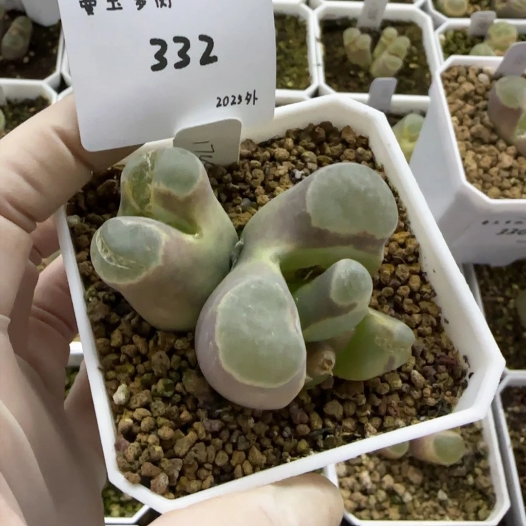 丁*多肉多肉多肉2025-332