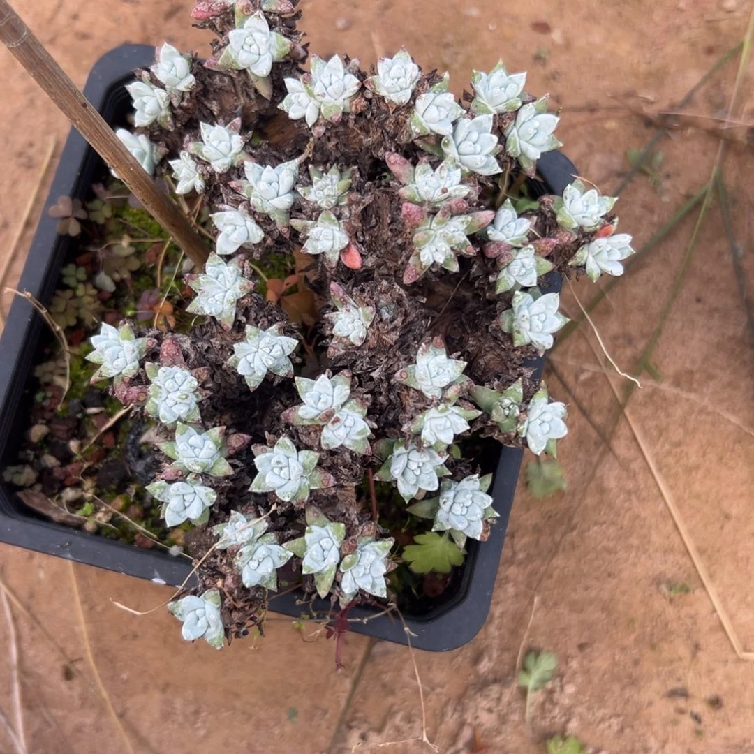 日系粗腿白菊～一物一拍818