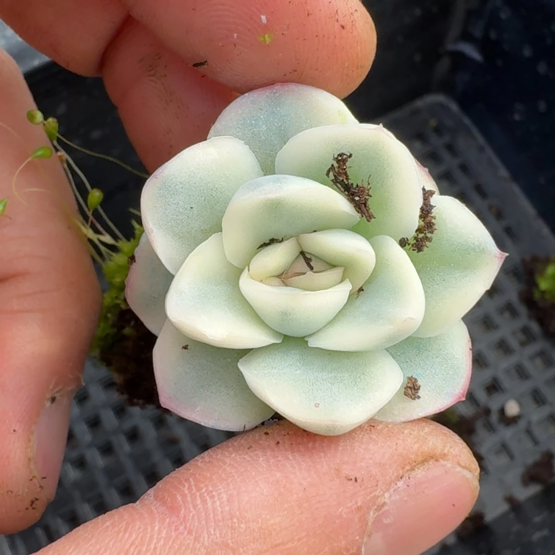 白鸢锦量拍一棵25-179