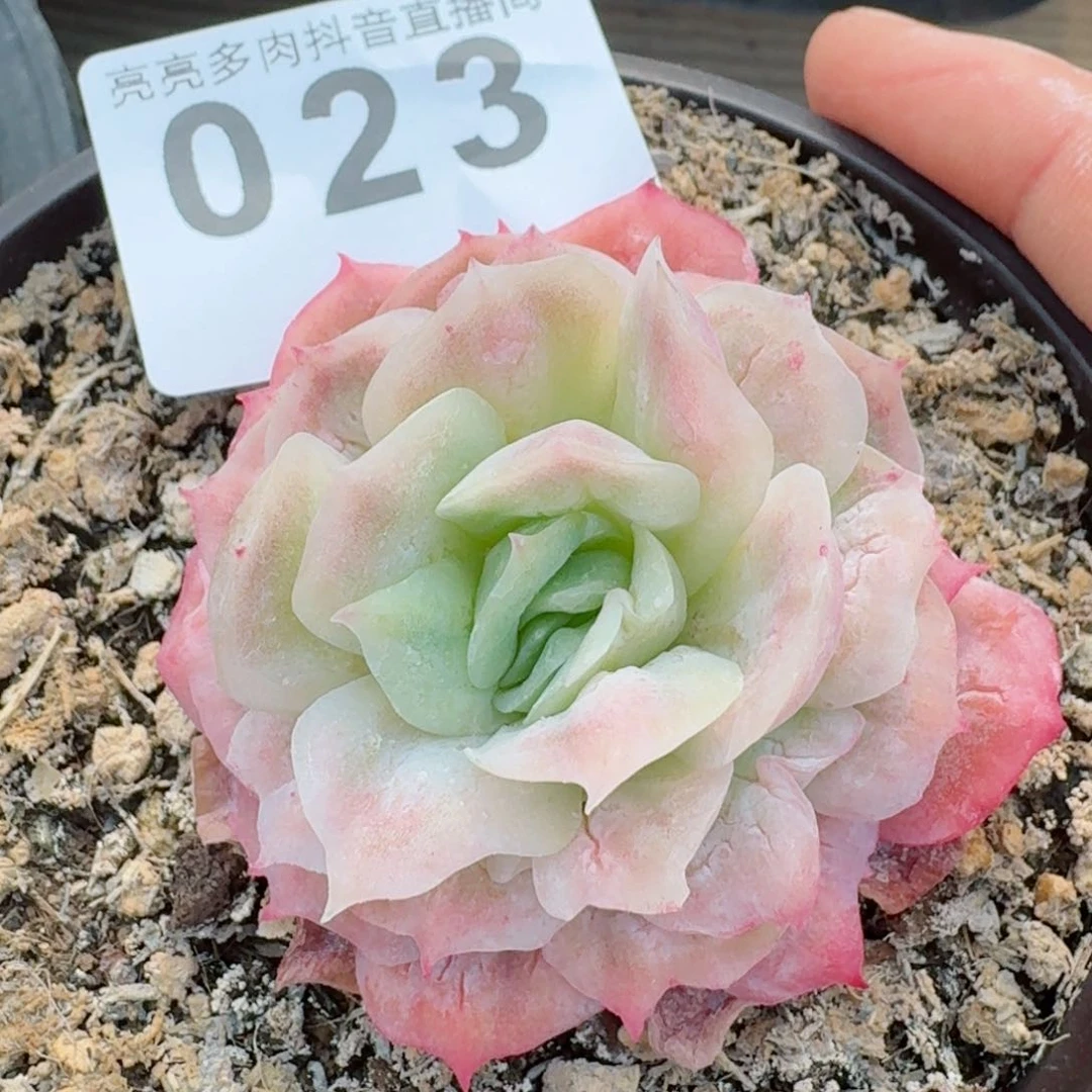 泡泡纱裙         精品多肉