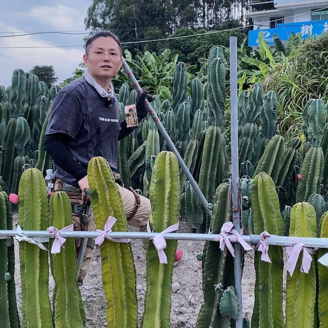 定***妆秘鲁苹果两个青果发货