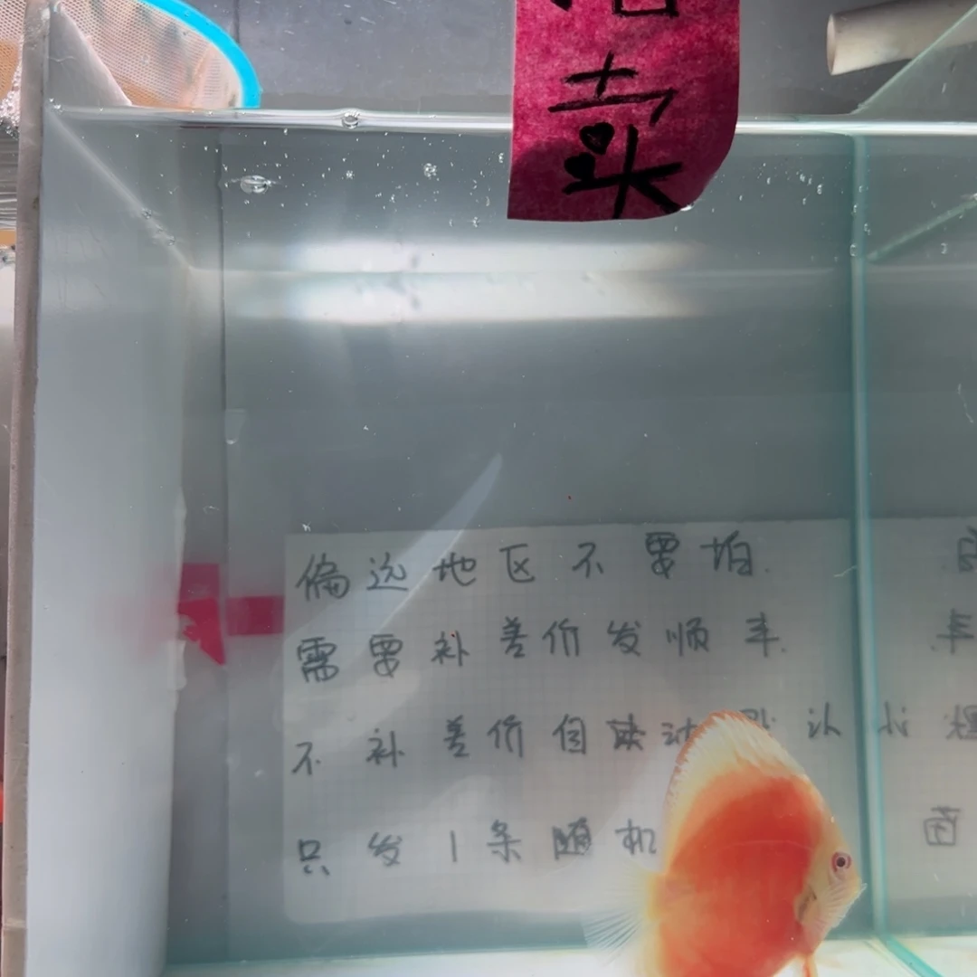 七彩神仙鱼肉身8左右，偏远地区不要拍