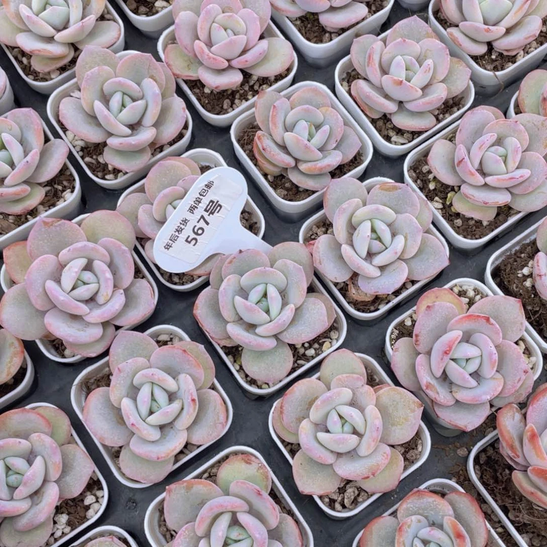 567号新年福利韩货奶茶单头一个