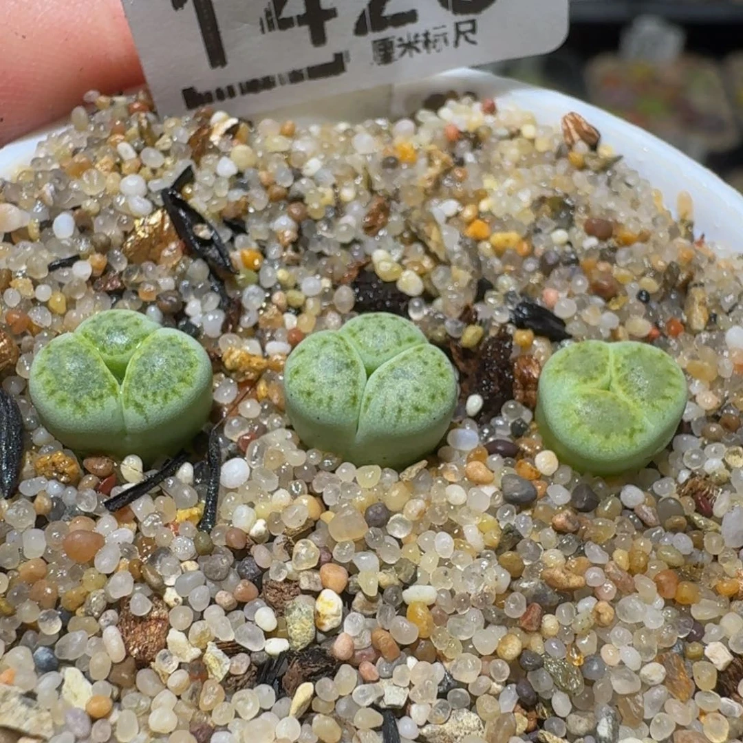 C****Ssss精品生石花1423