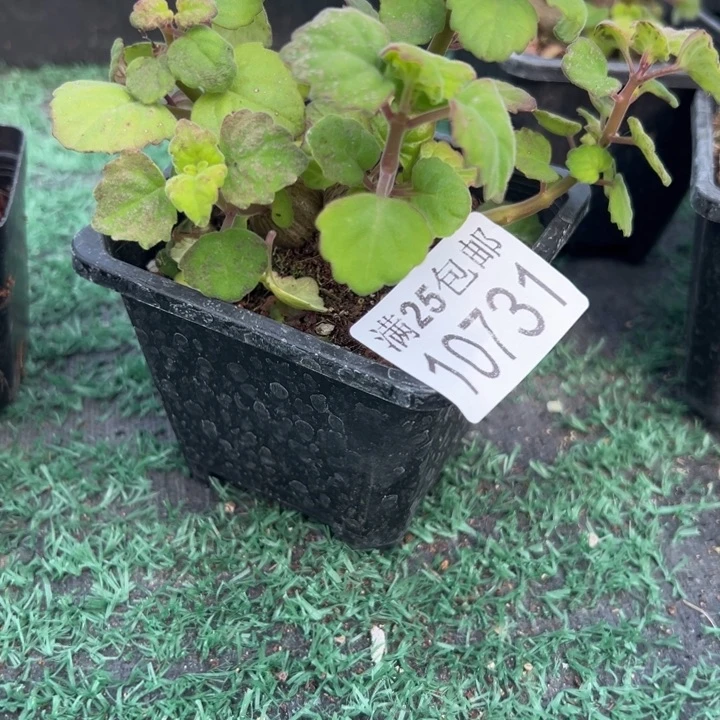 爱氏731，一物一拍带盆