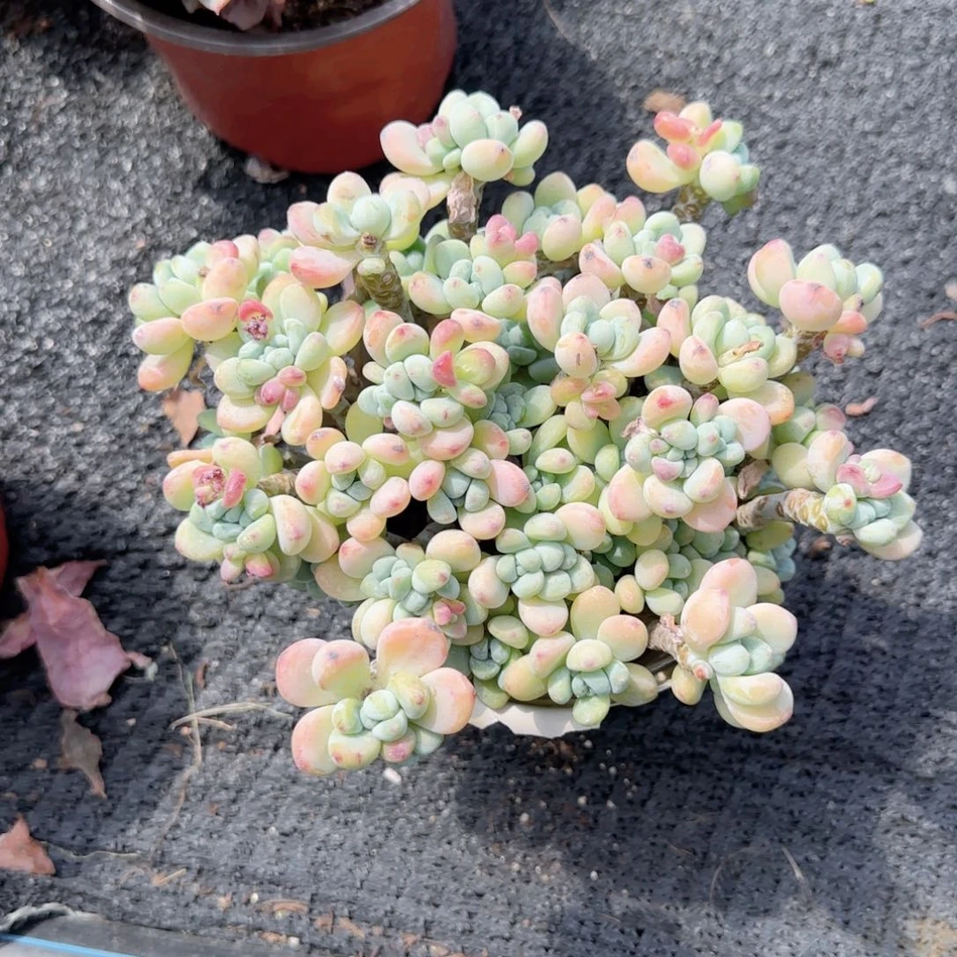 劳尔果冻罗琦老桩多肉植物