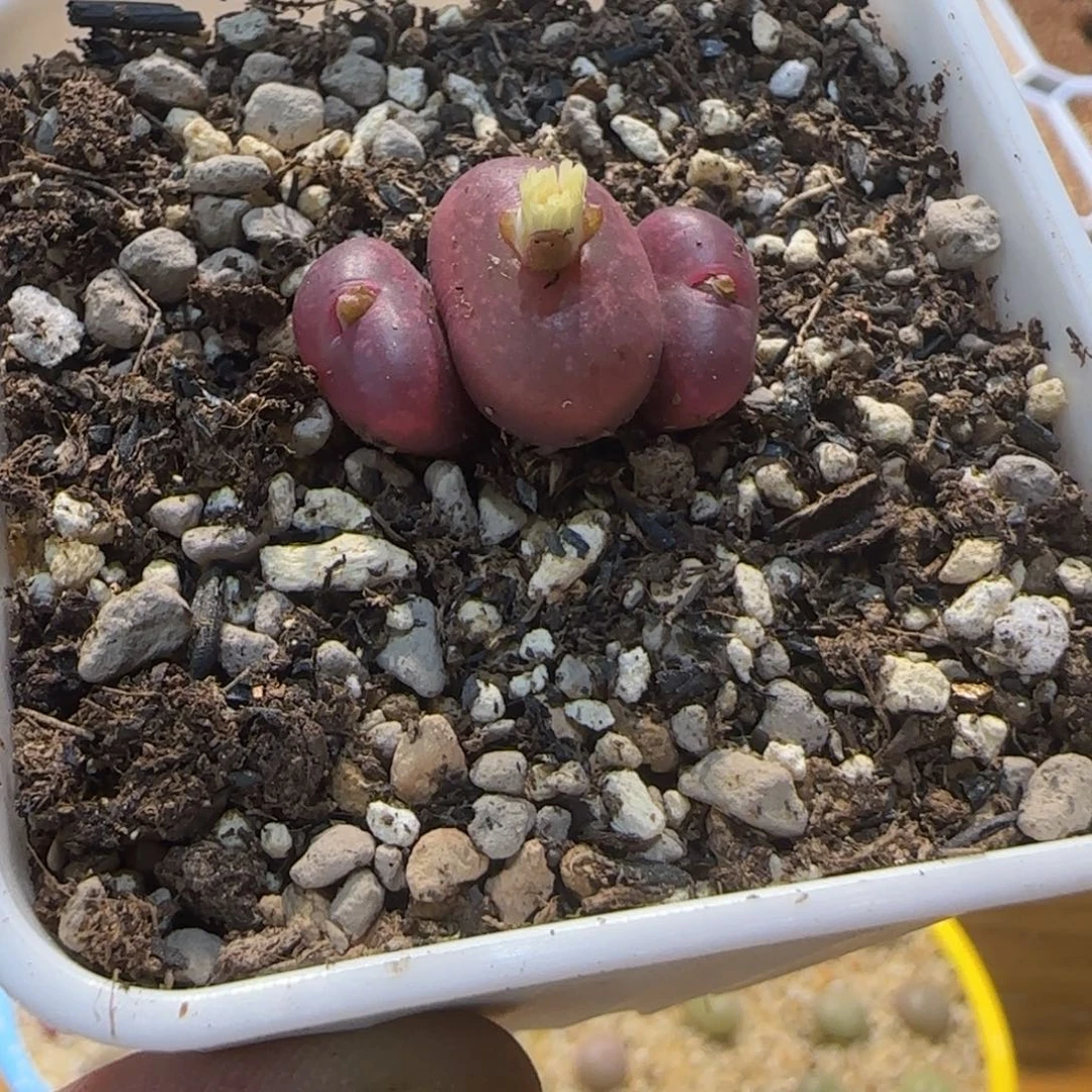 ≡***≡好喜欢看肖蘸跳广场那