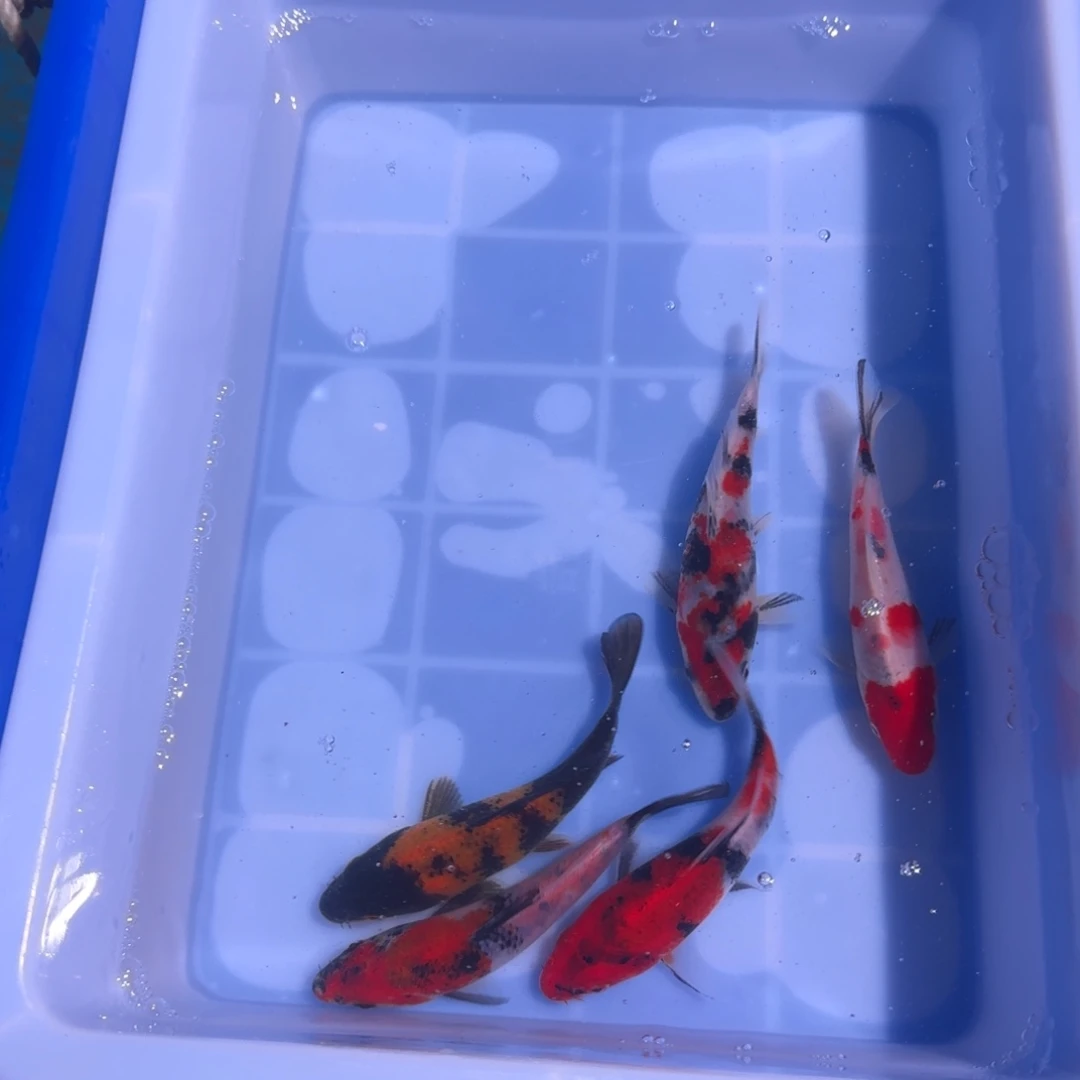 锦鲤精品锦鲤大卖6