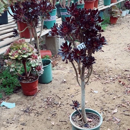 李*划517黑法老桩法师有砍爆崽