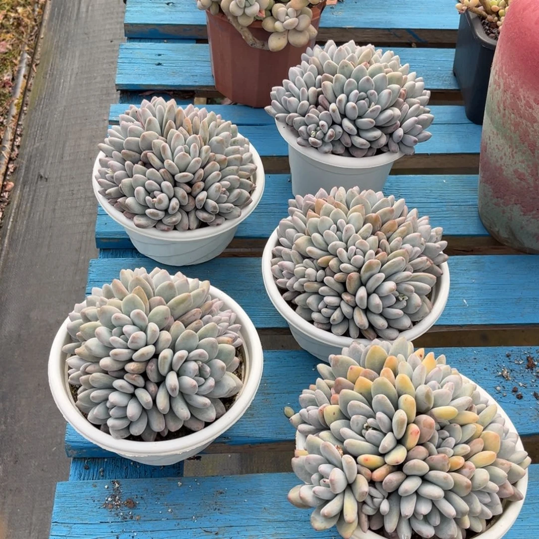 小雨多肉群生香水