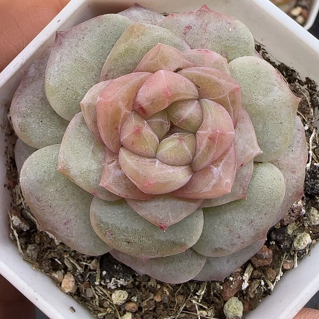 风***止055石化【满29包邮非偏远】