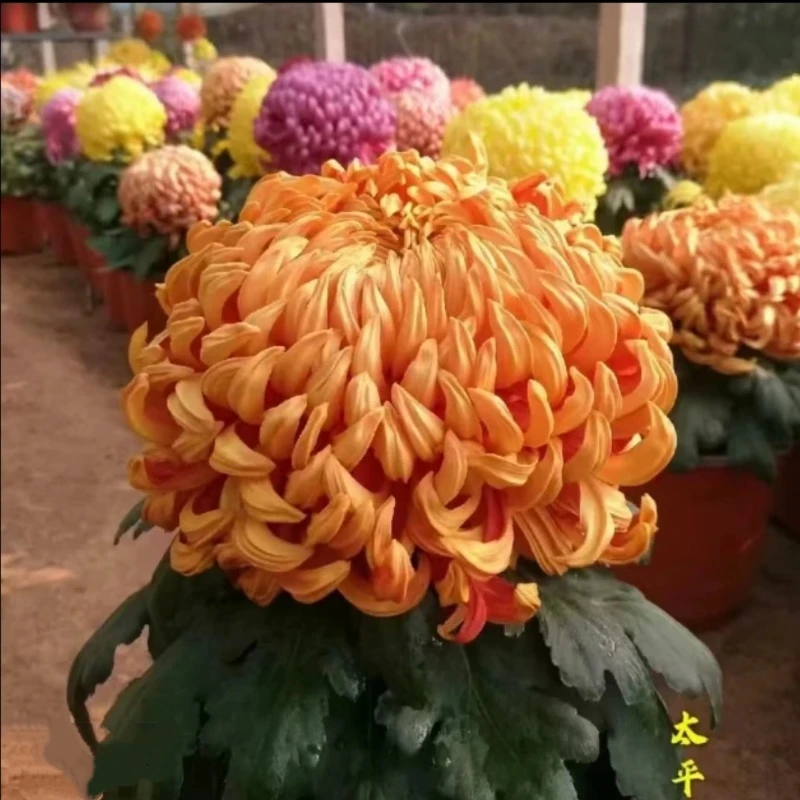 太平红叶大菊花盆栽带花苞九月菊大花植物花卉菊花苗室外耐寒