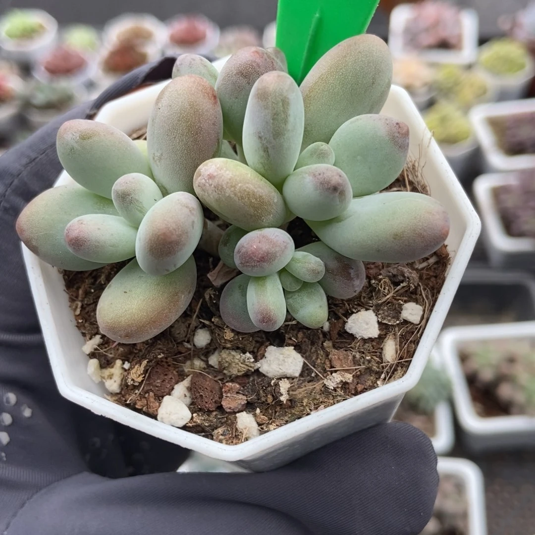 3002企鹅多肉植物多肉