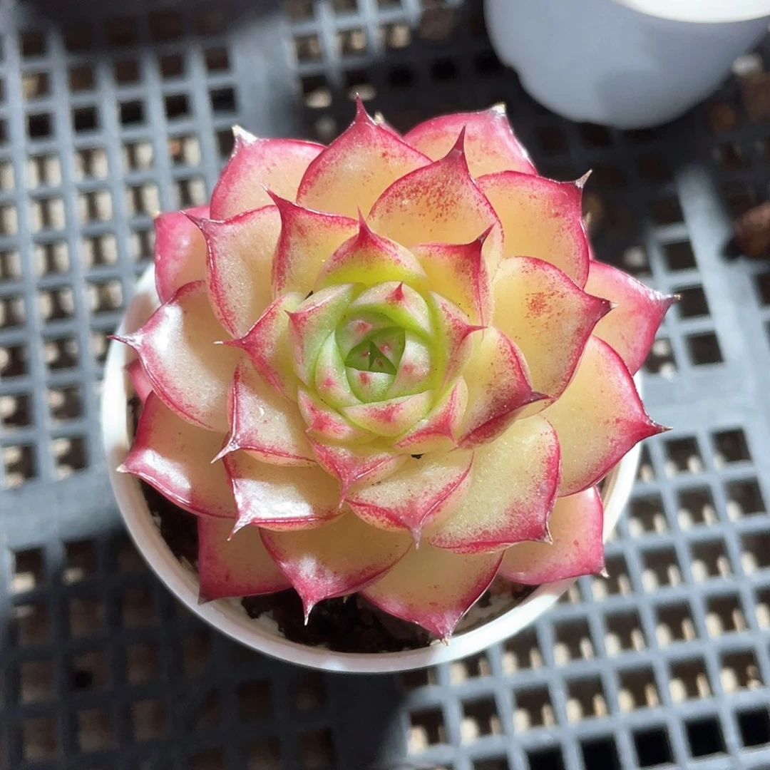 优选麦秆福利9391