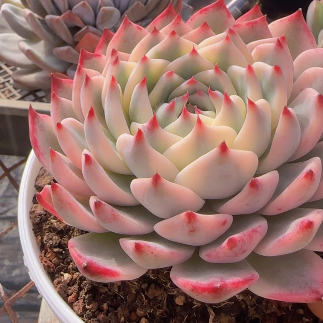 【闪购商品】吉娃娃锦99