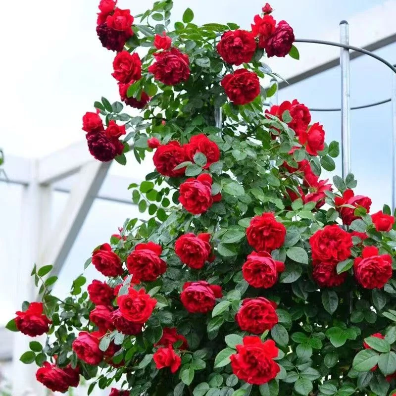 【顺丰包邮】佛罗伦蒂娜月季花苗栽培四季盆栽开花爬藤南北方适宜