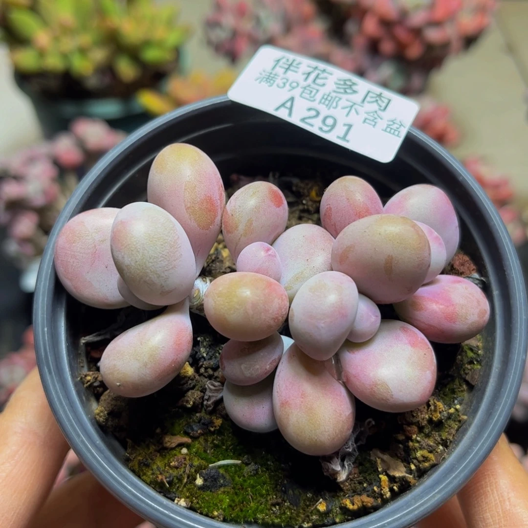 291桃蛋8厘米多肉
