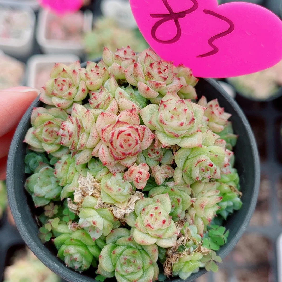 83号小老桩麦秆群