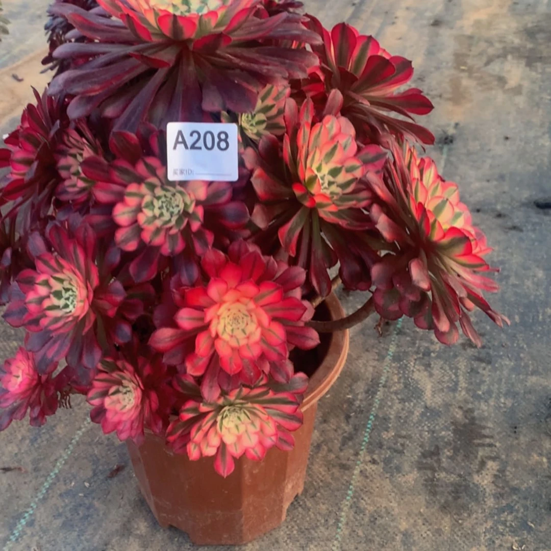 【闪购商品】208红铜白