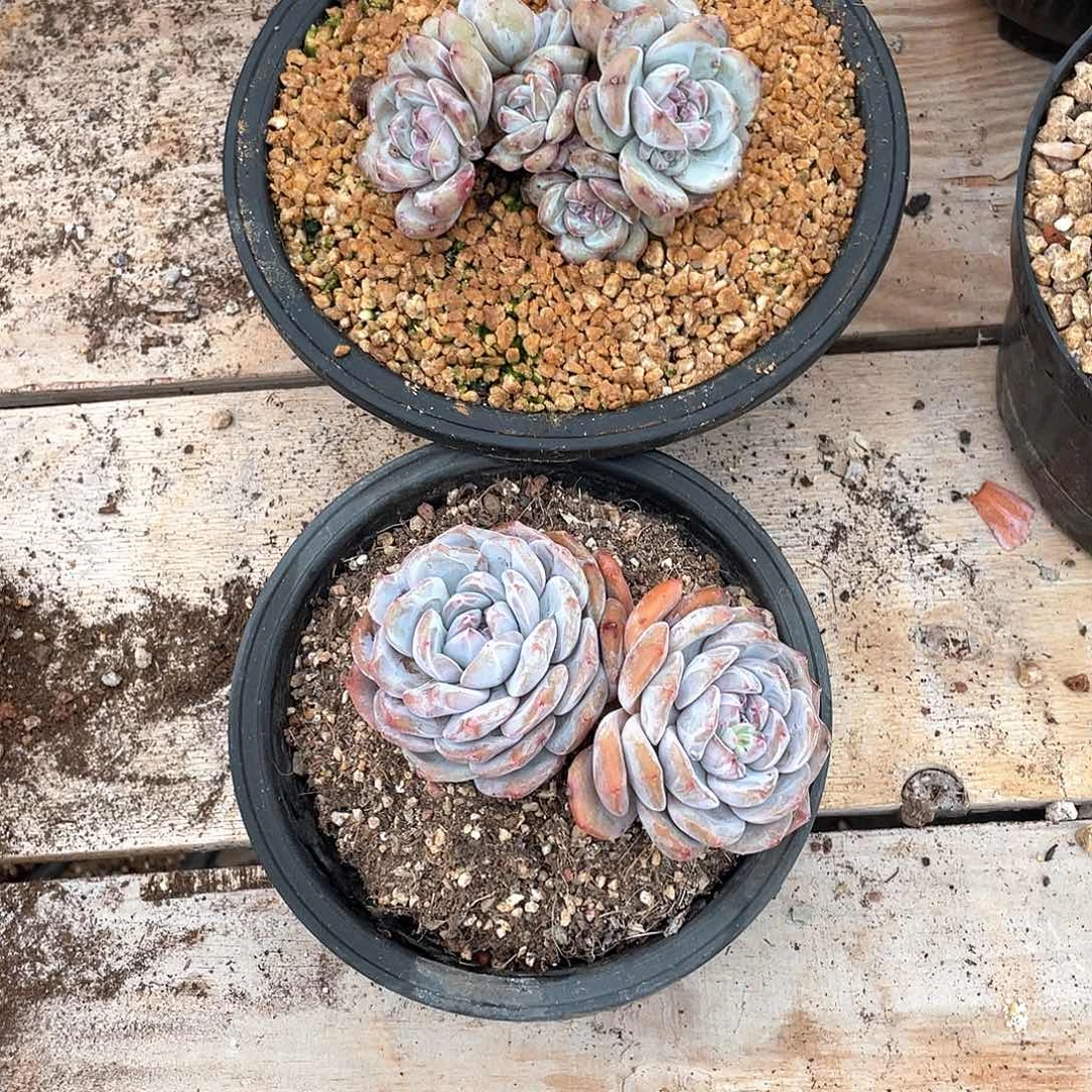9****6多肉植物多肉植物