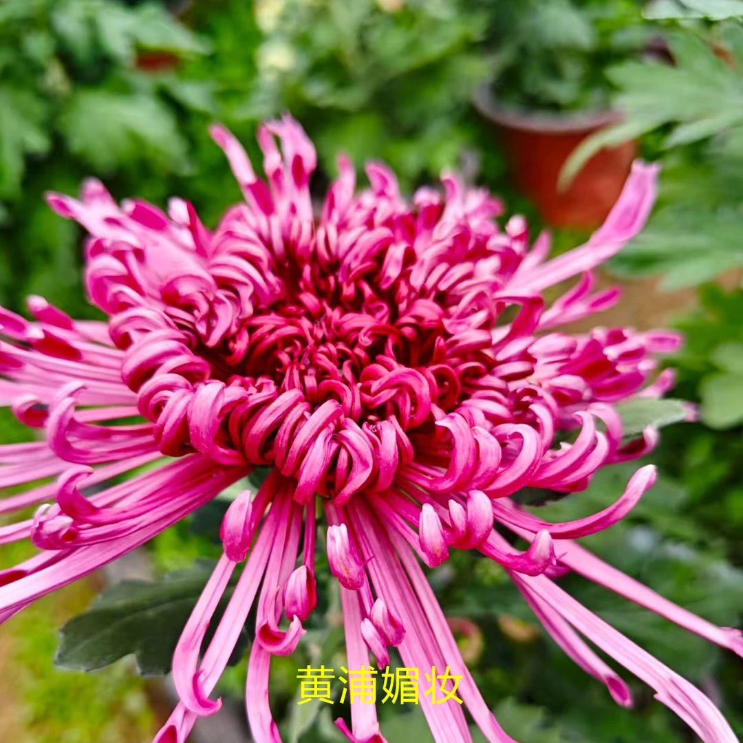 【黄浦媚妆】大花富贵菊九月菊花苗盆栽适合室内外庭院阳台种植
