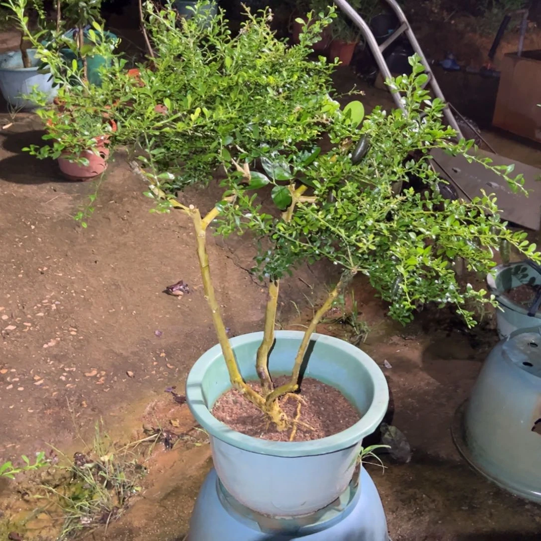 完全开放绿植花卉植物
