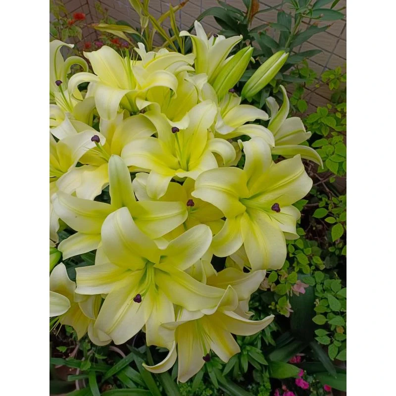 四季可种1颗《黄天霸》12+可盆栽地栽