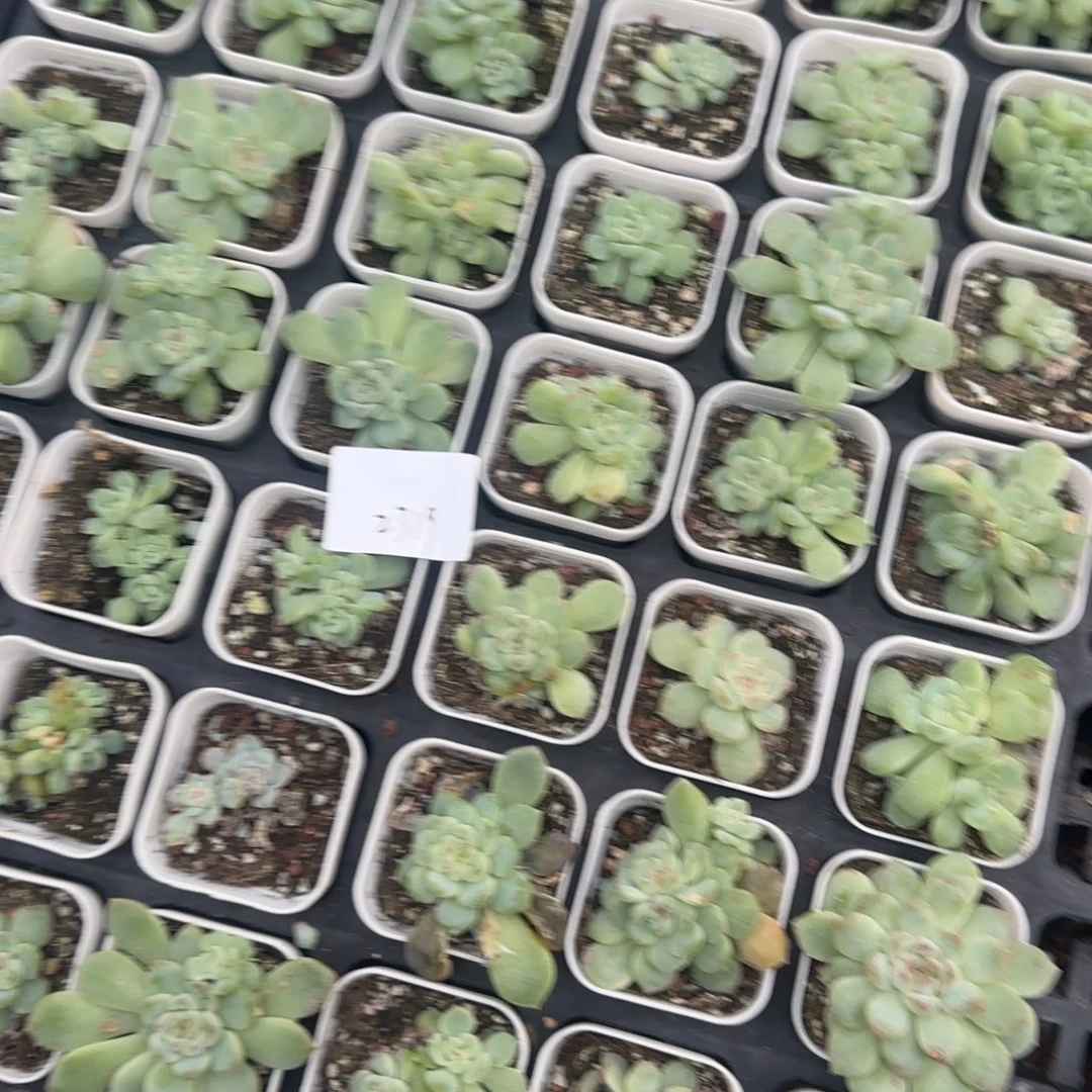 2319 号一半托满20包邮