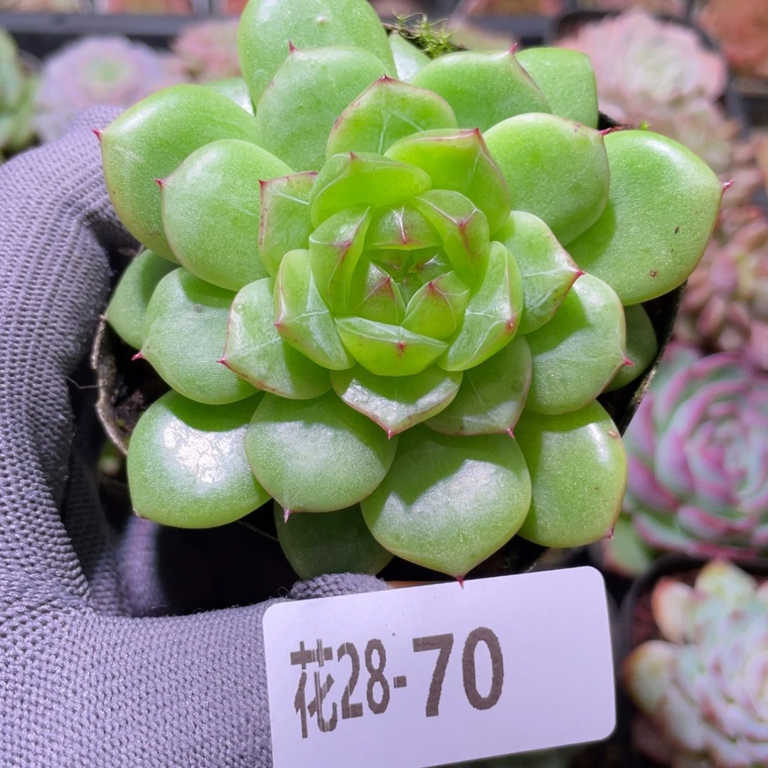 花利美28-70新品