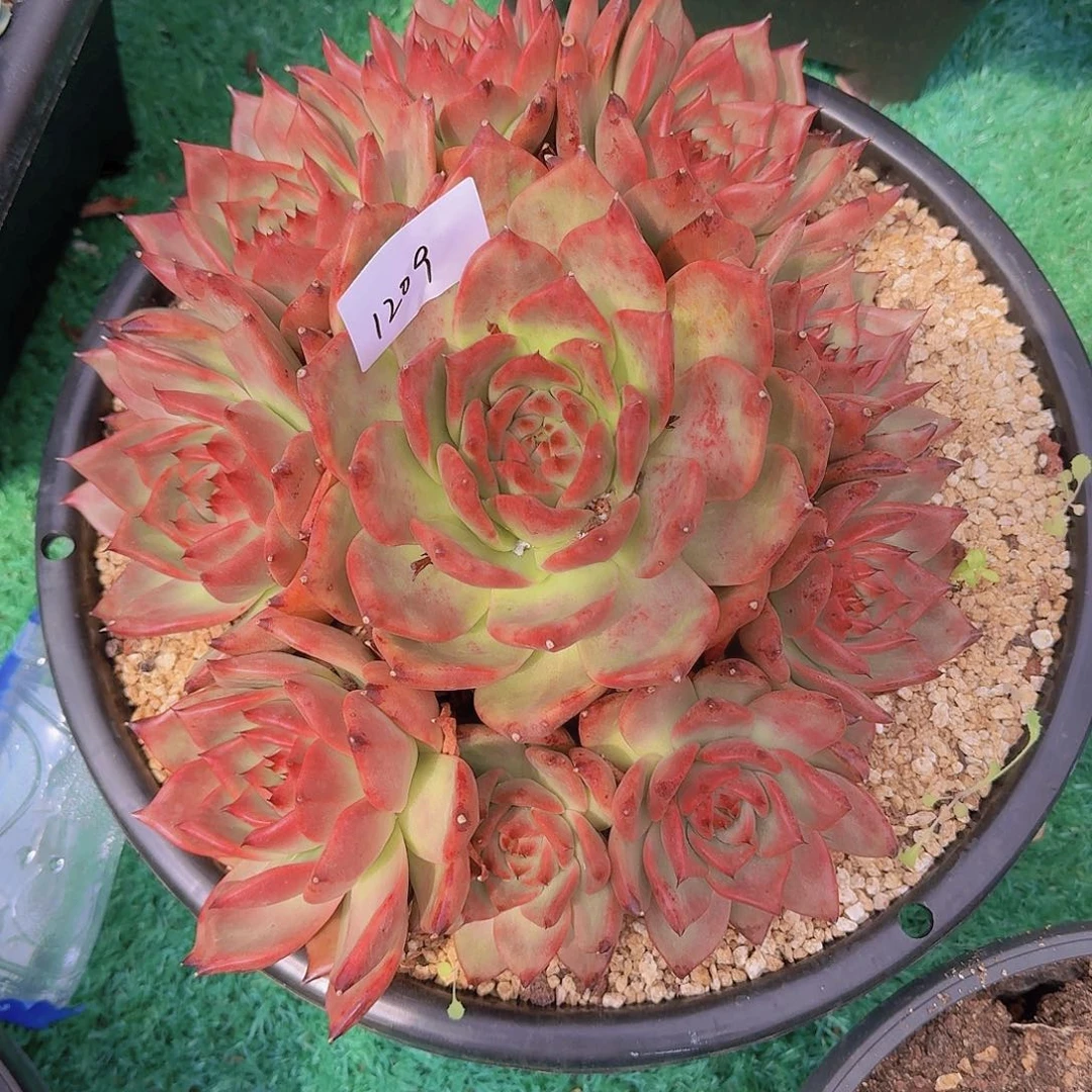 顺****1208红钻多肉植物