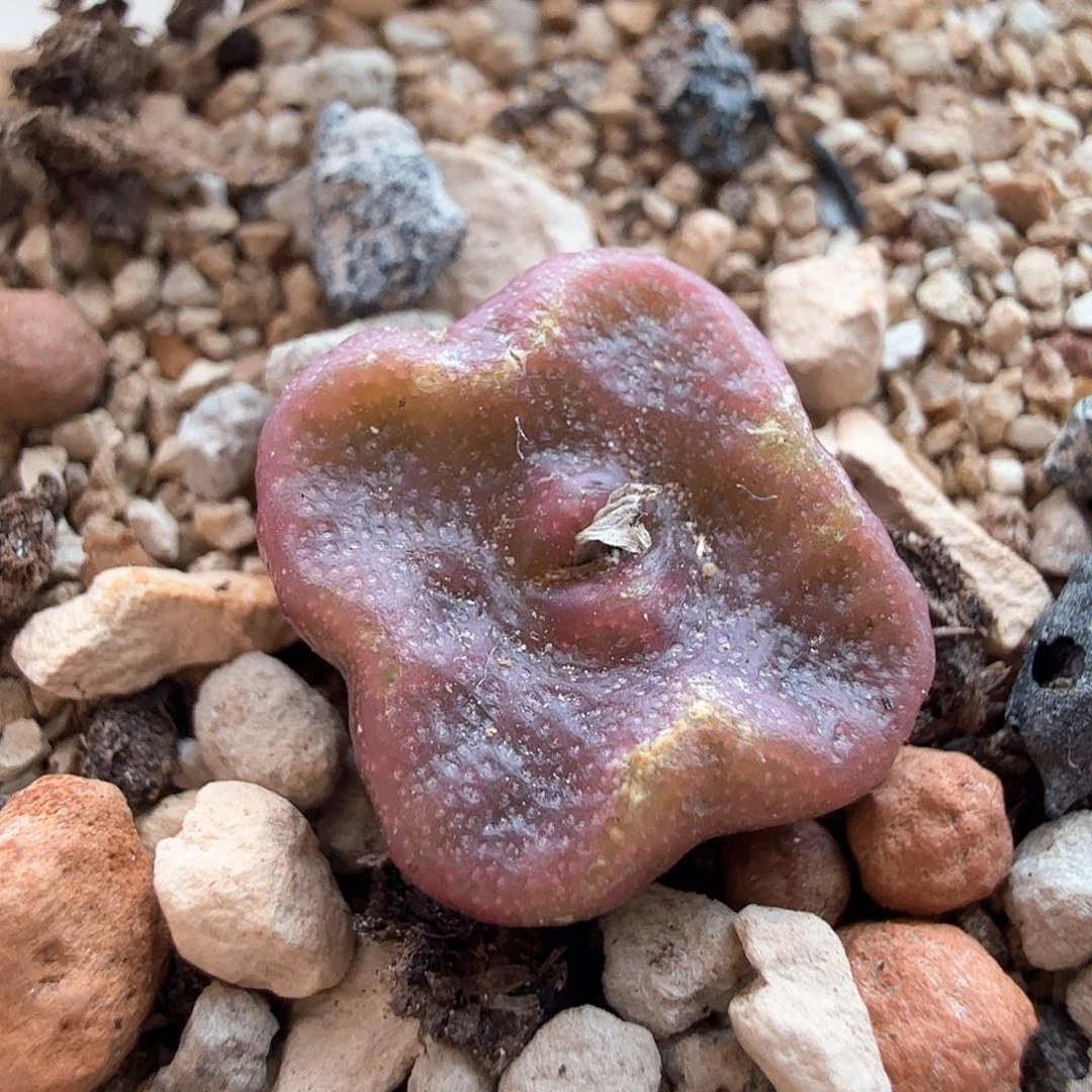 微瑕特/园艺母本方糖