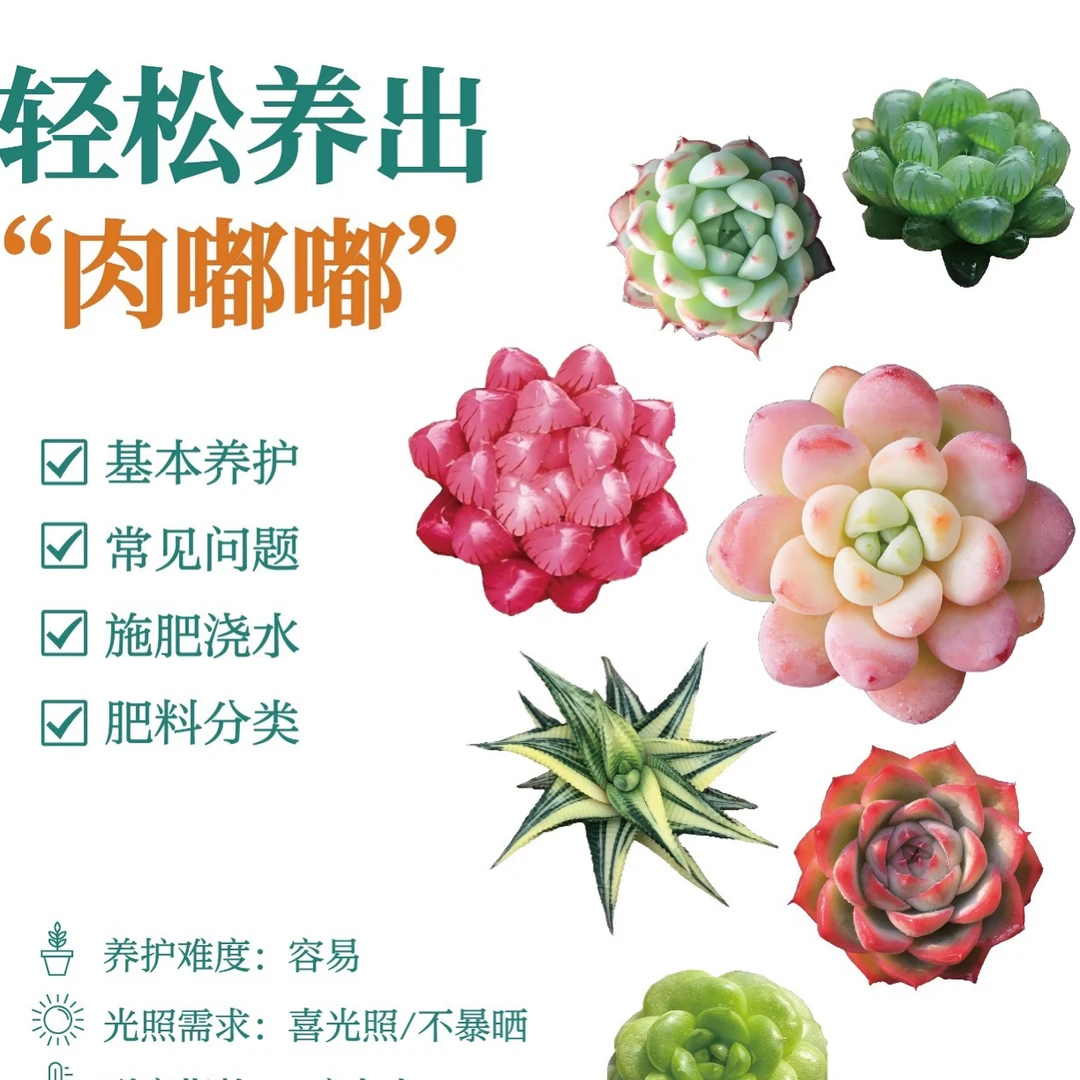 宝宝绿麦秆福利一颗多肉植物